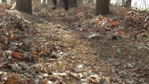 Man Running With Dog In Forest 2 Video stock 81956438