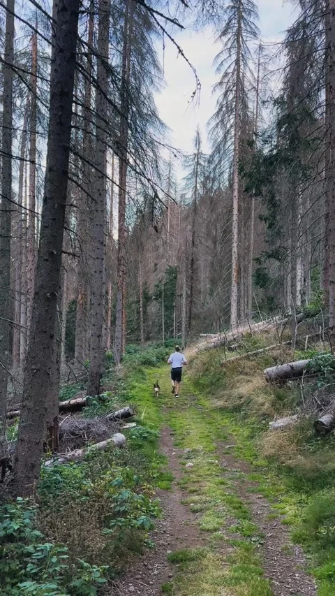Man Running with Dog on Forest Trail in Italy, Active Outdoor Lifestyle Stock Footage 330120922