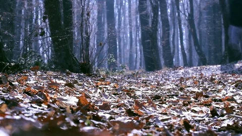 Man running in forest Stock Footage 78225835