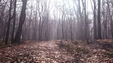 Man running in forest Stock Footage 78226745