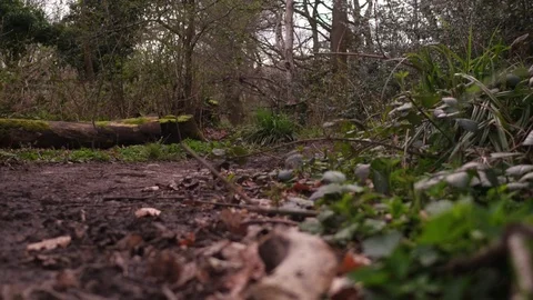Man Running In Forest Woods Training tracking shot.. Stock Footage 90157146
