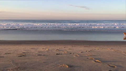 Man running with his dog at the beach Stock Footage 133451650
