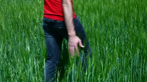 Man running his hand through some wheat in a field Stock Footage 11103221