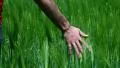 Man running his hand through some wheat in a field HD Footage