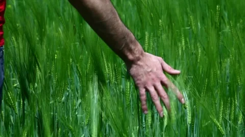 Man running his hand through some wheat in a field Stock Footage 11103539