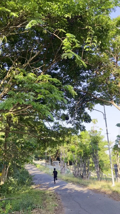Man Running on Outdoor Path Under Trees Stock-Footage 333944685
