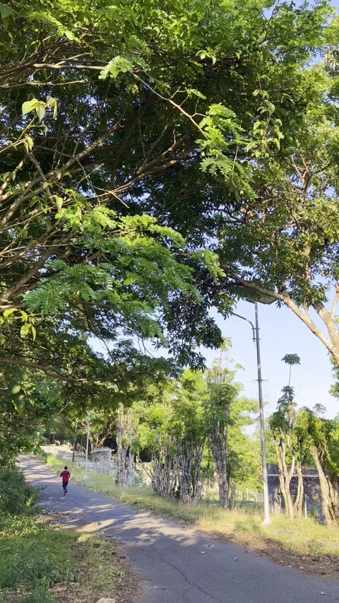 Man Running on Path Under Trees Stock Footage 333944738