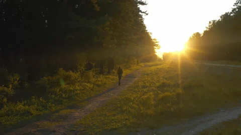 A man is running in a pine forest Jogging at sunset Sunrise Pinery Stock Footage