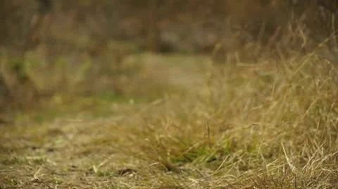 Man Running in Slow Motion Video stock 12531147