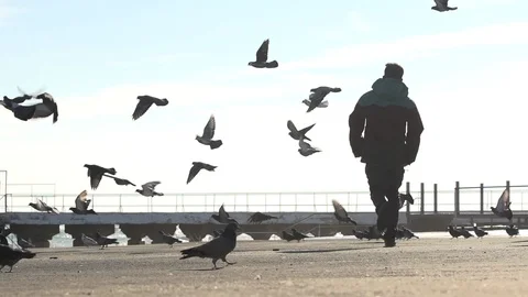 Man running through a crowd of pigeons in SlowMotion Stock-Footage 87269439