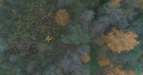 Man running through the forest Stock Footage 101672073