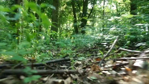 Man Running through Nature. Low Angle Boots Running through Forest Woodland Stock Footage 111236787