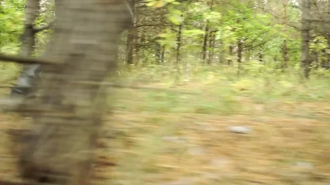 A man running through a pine forest. Autumn forest. Stock Footage 80883220