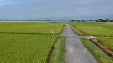 Man running through rice fields Stock Footage 95482630