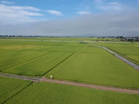 Man running through rice fields Stock Photos