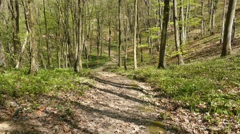 Man Running Trough The Woods - jogging Stock Footage 50053346