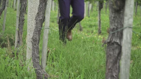 Man running in vineyard Stock Footage 114387483