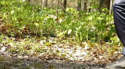 Man Running Walking In Forest Woods 4 Stock Footage 50052321