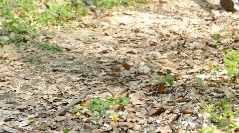 Man Running Walking In Forest Woods 10 Stock Footage 50069376