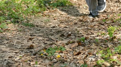 Man Running Walking In Forest Woods 12 Stock Footage 50070470