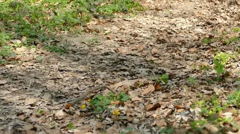 Man Running Walking In Forest Woods 13 Stock Footage 50071028