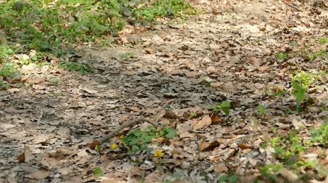 Man Running Walking In Forest Woods 14 動画素材 50071834