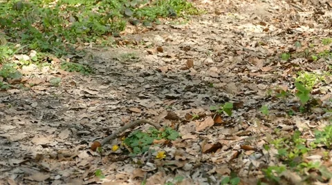 Man Running Walking In Forest Woods 15 Stock Footage 50071877