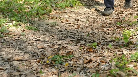 Man Running Walking In Forest Woods 16 Stock Footage 50072771