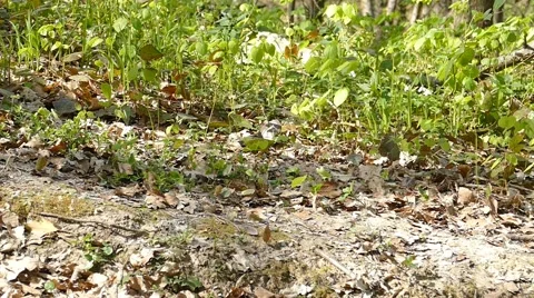 Man Running Walking In Forest Woods 7 Vídeo Stock 50074614