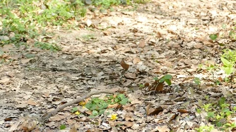 Man Running Walking In Forest Woods 8 Stock Footage 50075156