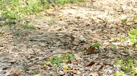 Man Running Walking In Forest Woods 9 Stock Footage 50076598