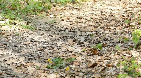 Man Running Walking In Forest Woods 17 Stock Footage 50091654