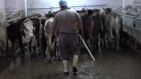Man Runs After a Cow in a Dark Paddock Stock Footage 168233302