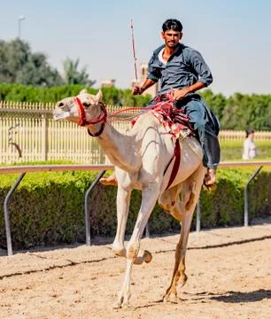 Man runs camel during training for races Stock Photos