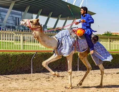 Man runs camel during training for races Foto stock