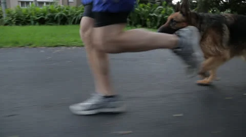 Man Runs With Dog Stock Footage 27125586