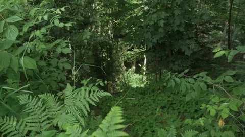 Man runs in the forest Stock Footage 67655456