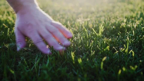 The man runs his hand over the newly mown lawn. Close-up of the hand Stock Footage 132145430