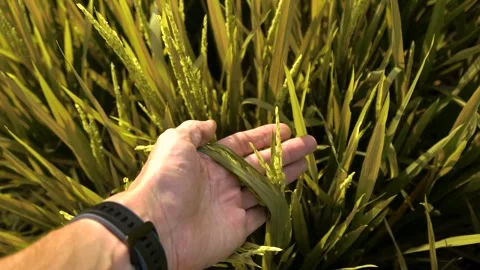A man runs his hand over ripe wheat. Macro video of a wheat crops. Stock Footage 272660147