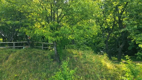 The man runs quickly through the woods. Morning spring run in the green forest. Stock Footage 161904741