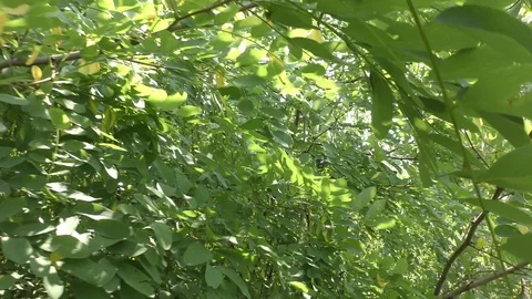 A man runs through a dense forest from his pursuers. Stock Footage 113301988