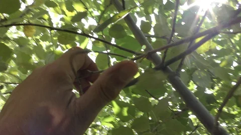 A man runs through a dense forest from his pursuers. Video stock 113303240