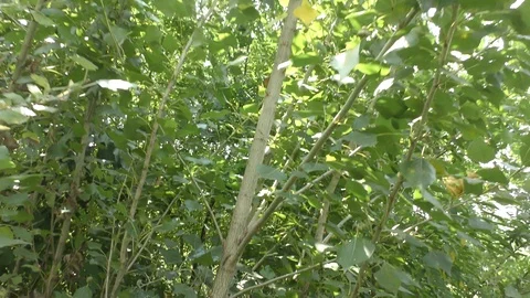 A man runs through a dense forest from his pursuers. Stock Footage 113303249