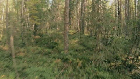 A man runs through the forest with all his might, fleeing from danger. Stock Footage 159441001