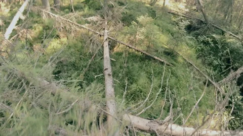 A man runs through the forest with all his might, fleeing from danger. Stock Footage 159441264