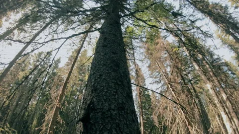 A man runs through the forest with all his might, fleeing from danger. Stock Footage 159441431