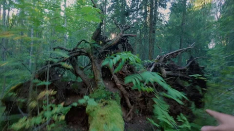 A man runs through the forest with great fear and jumps from fallen trees. Stock Footage 342002016