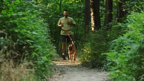 A man runs through a narrow forest path with his German Shepherd leading the way Stock Footage 341959489