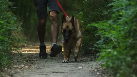 A man runs through a narrow forest path with his German Shepherd leading the way Stock Footage 341959569