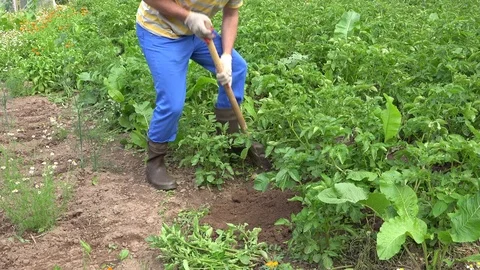 Man with rustic shovel digs potatoes in the bed in country. 4K Stock Footage 82891231